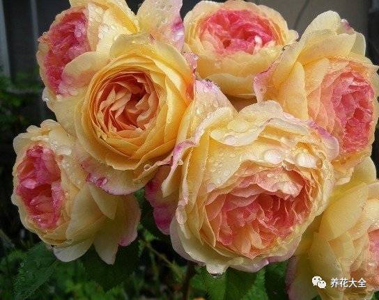 最美的十款月季品种推荐 (十种绝美的月季)