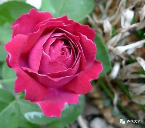 最美最高端的30款月季 (十种绝美的月季)