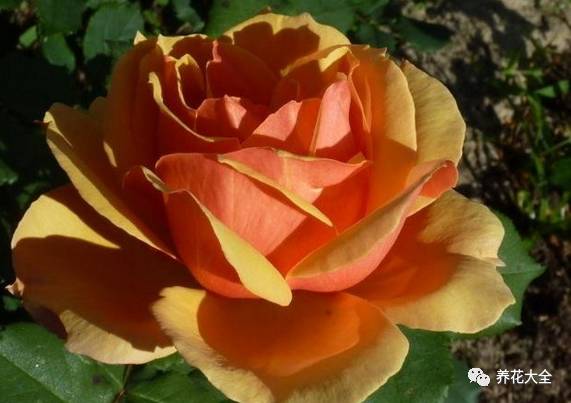 最美最高端的30款月季 (十种绝美的月季)