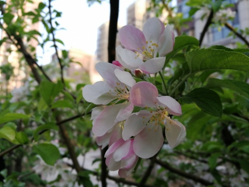 小辣椒a19手机,小辣椒双摄手机怎么样