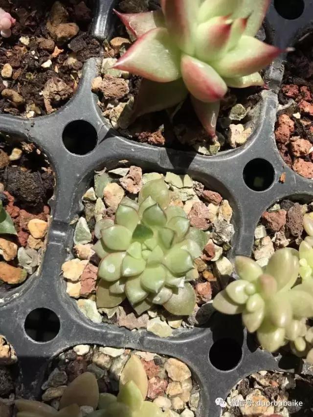 敲警钟安全行,室内喷杀虫剂对多肉有影响吗