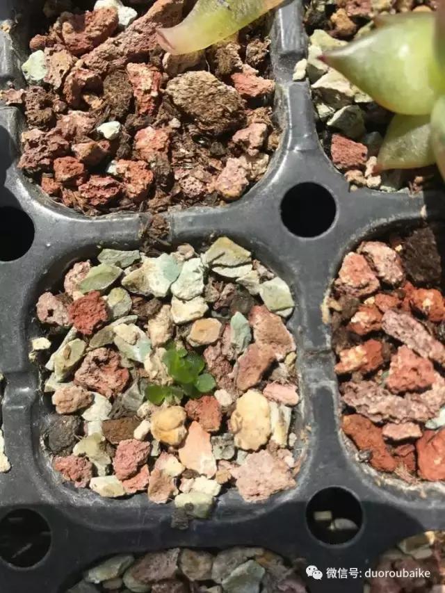 敲警钟安全行,室内喷杀虫剂对多肉有影响吗