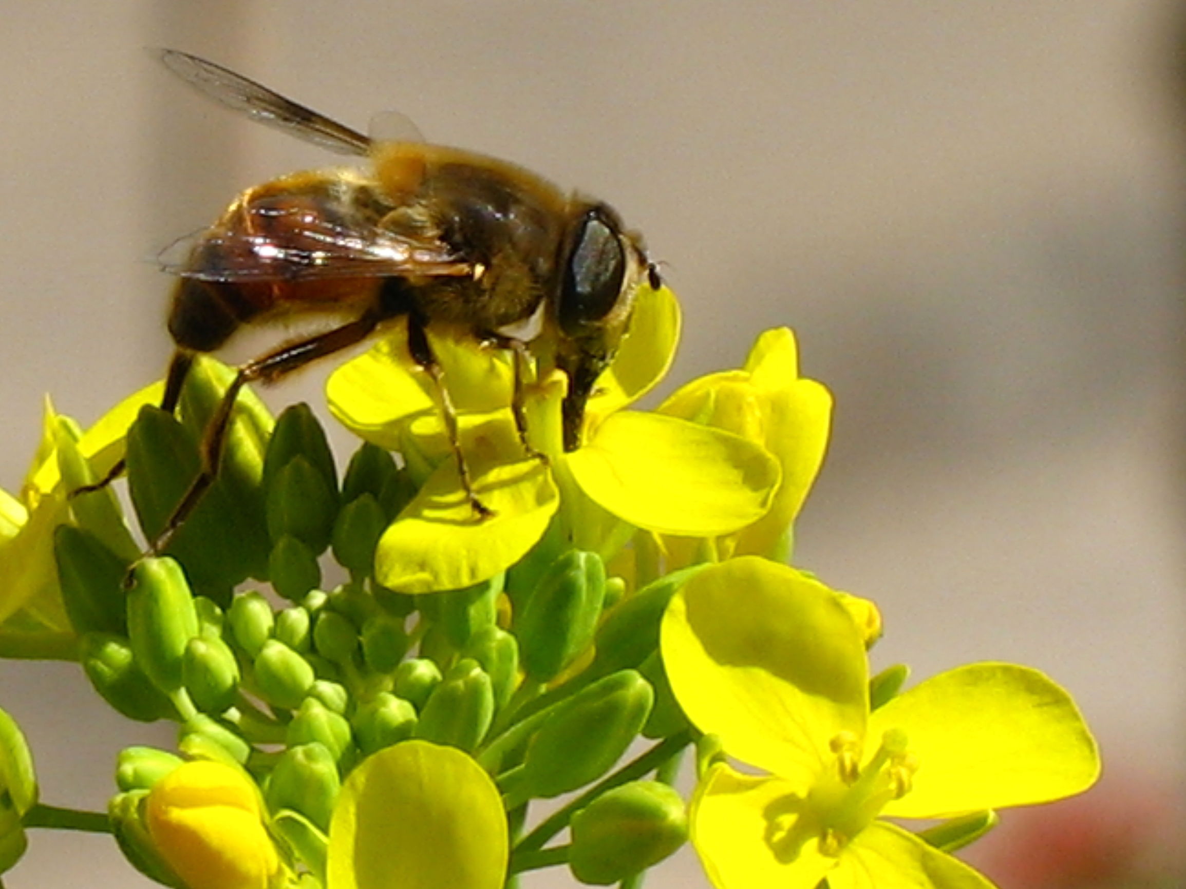 百花成蜜后为谁辛苦为谁甜评论,采得百花成蜜后为谁辛苦为谁甜