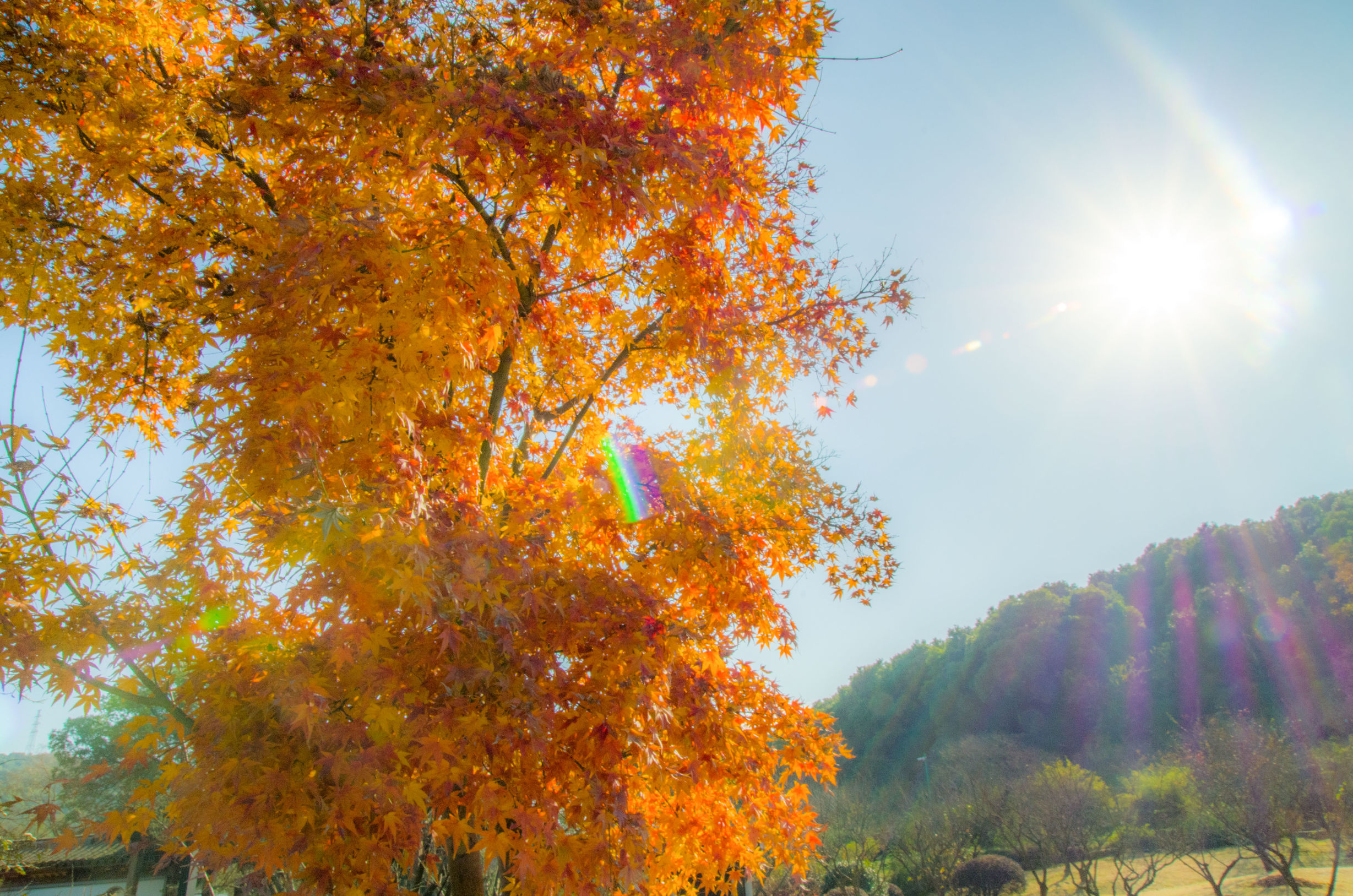摄影小白推荐相机300左右,拍照好的长焦镜头推荐