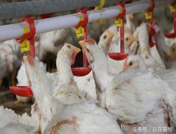 养殖户注意：教你自配治疗“腹泻脱水”的妙方，养殖必备技术！