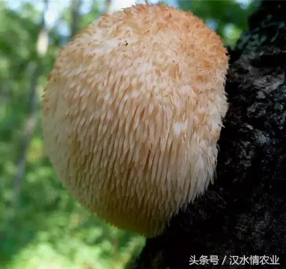 安康最正宗的食物,安康必吃的美食排行榜