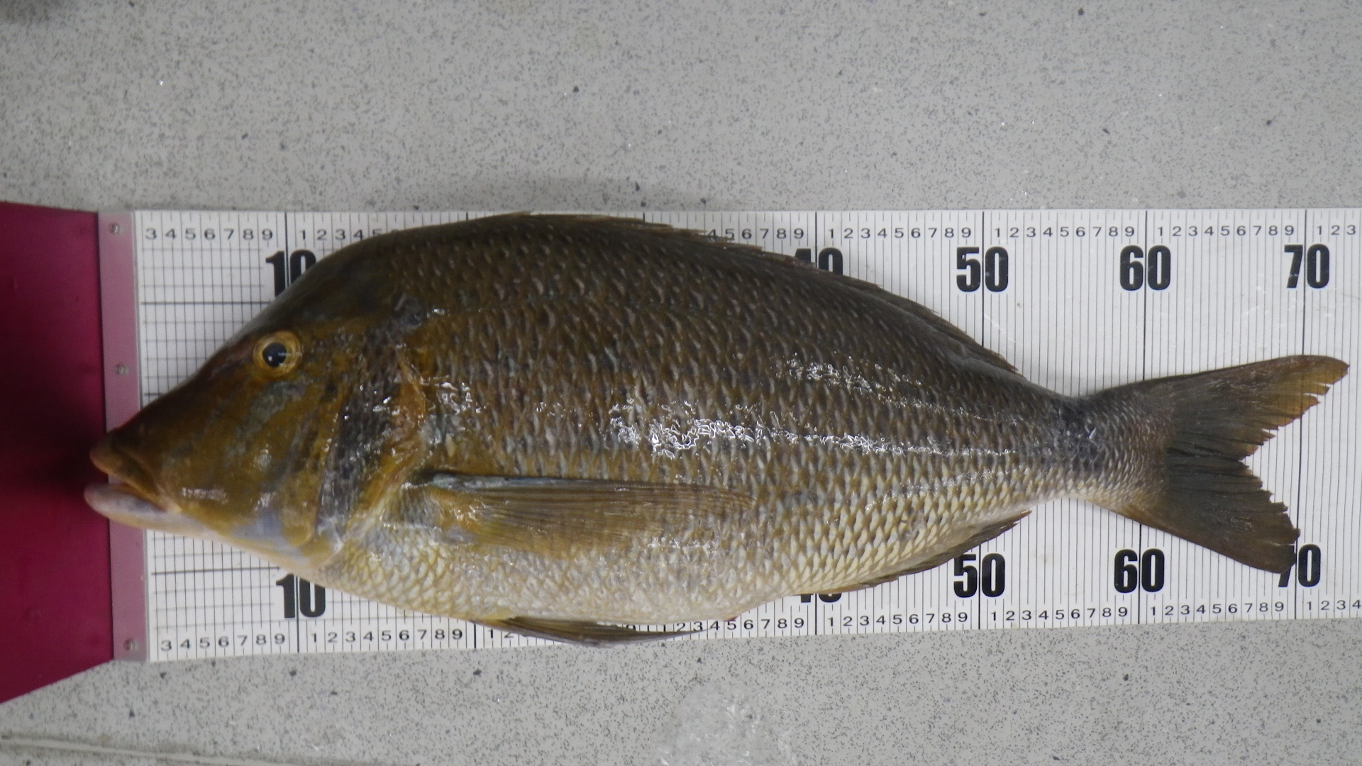 海钓常见钓法大全集,海钓各种鱼种钓法