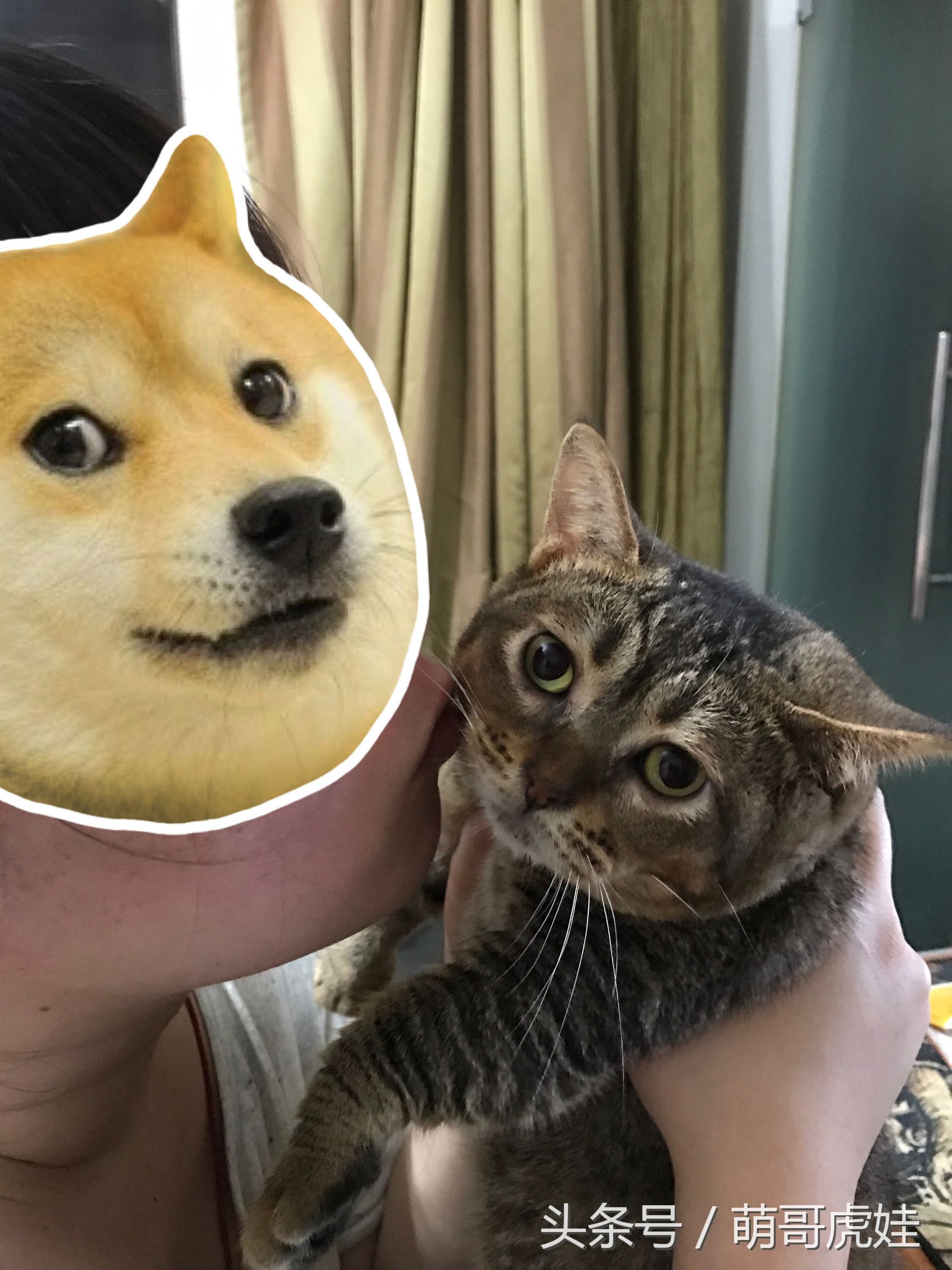 猫咪见证铲屎官的爱情,铲屎官满脸伤的亲猫咪