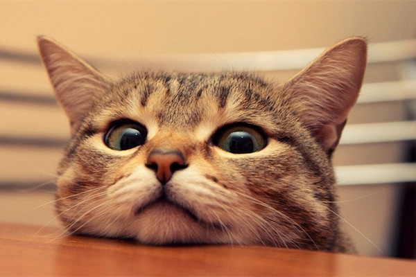 新手养猫注意事项大全,新手养猫注意事项软件