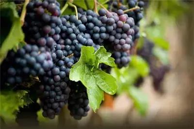 一组张裕爱斐堡酒庄实景图,蓝裕文化