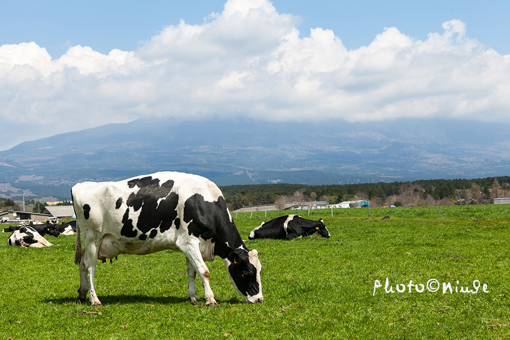 澳门航空空姐游东京 富士山下遇见最美的樱花