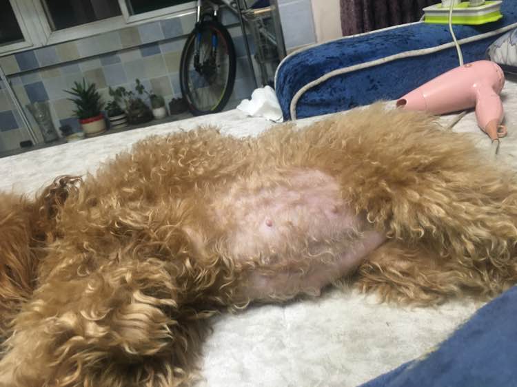 狗狗怀孕40天肚子多大泰迪,怀孕的狗狗生产要多久