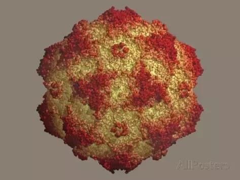 狗狗便血又臭又稀,狗狗便血吃了药还便血怎么办