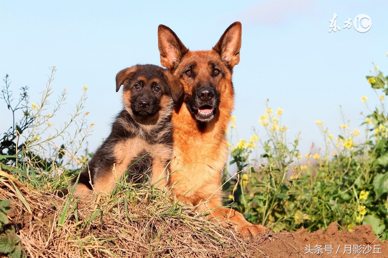 德牧幼犬怎么养的大,德牧幼犬刚刚到家怎么养