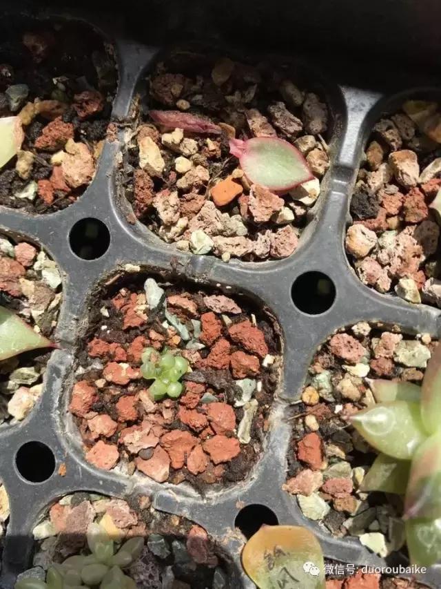 杀虫气雾剂能给多肉喷小黑飞吗,给多肉喷杀虫剂浓度高了有影响吗