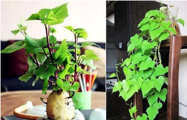 蔬菜放久了怎么养成盆栽,什么蔬菜可以在水里长成盆栽