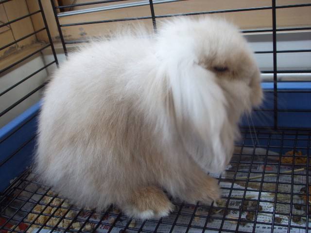 兔子的种类一共有多少种,兔子一共有多少种种类