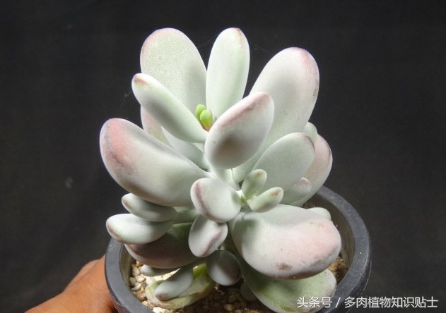 多肉价格大揭秘,多肉价格最高的是什么品种