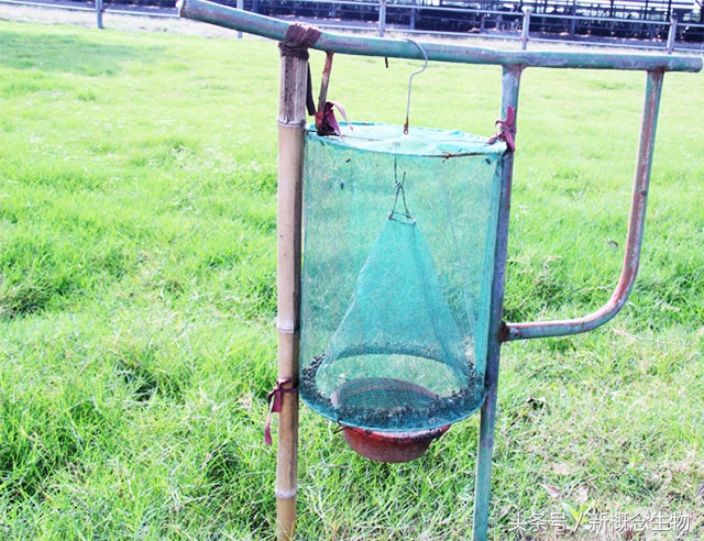 猪舍内蚊蝇自制小秘方,猪场捕苍蝇神器大全