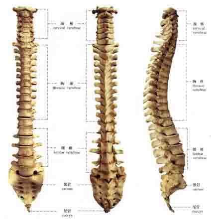 脊柱侧弯治疗最有效最快的办法,脊柱侧弯治疗有几种方法