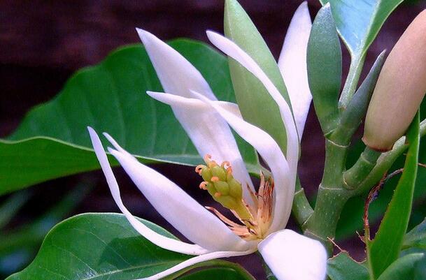 有哪些花卉可以驱蚊无毒,4种好看又好养的驱蚊花