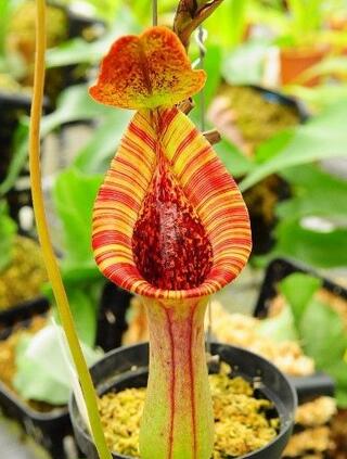 有哪些花卉可以驱蚊无毒,4种好看又好养的驱蚊花