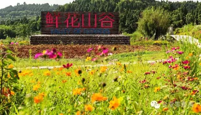 周末踏青最美樱花谷,周末乡村游田园美景醉游人