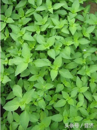 荆芥拌千张酒店做法,千张荆芥怎么炒好吃