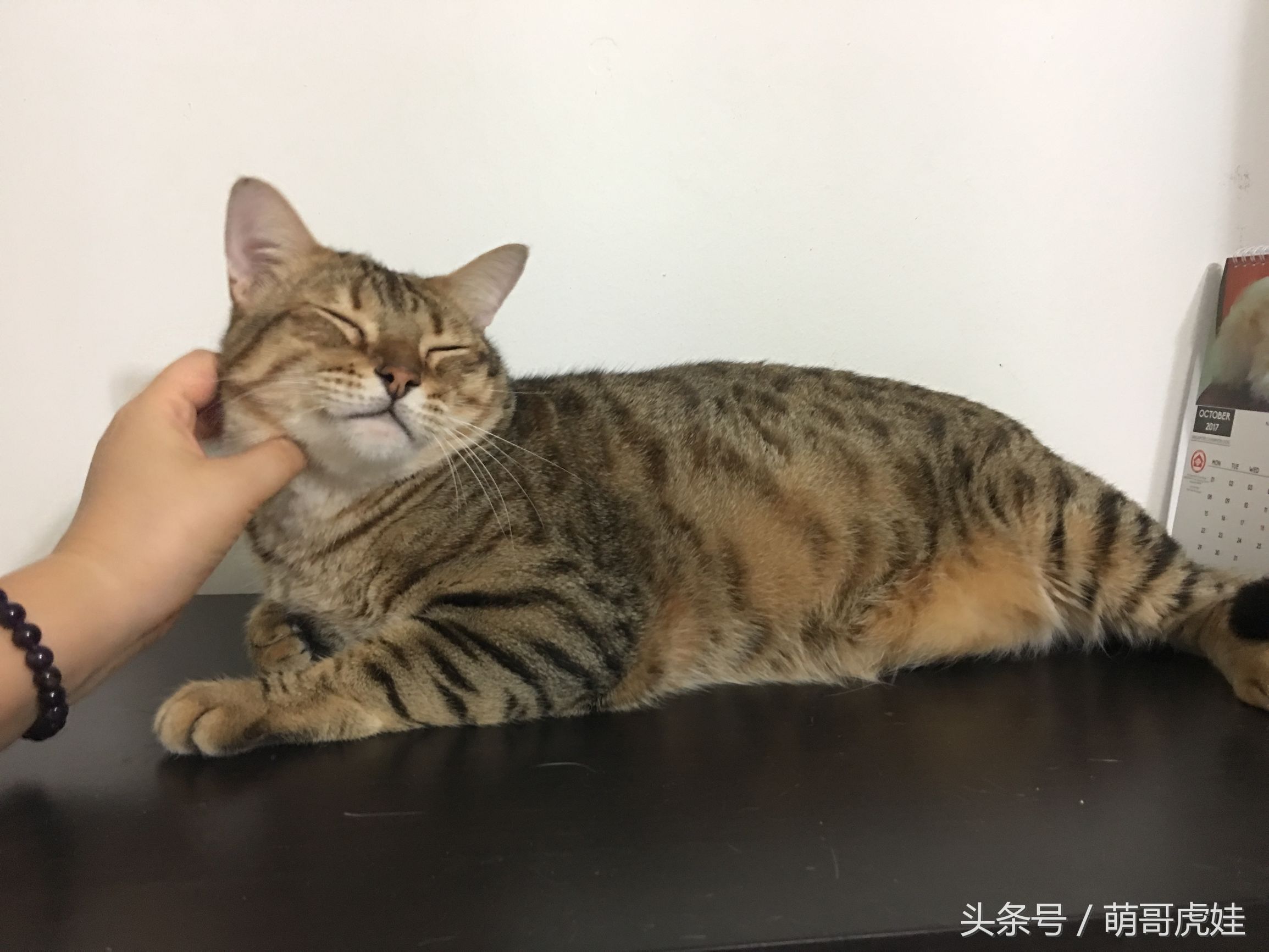 小猫胖胖的不爱动,小猫很胖但是脸却不圆