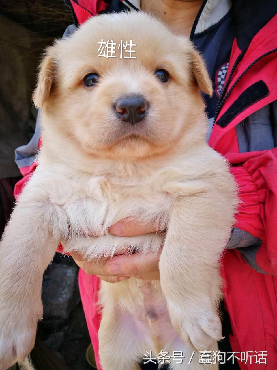 流浪狗自述真实故事,养一只流浪狗的自述