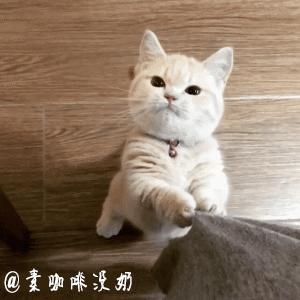 你够了，舔了半天还没舔完（GIF多图）