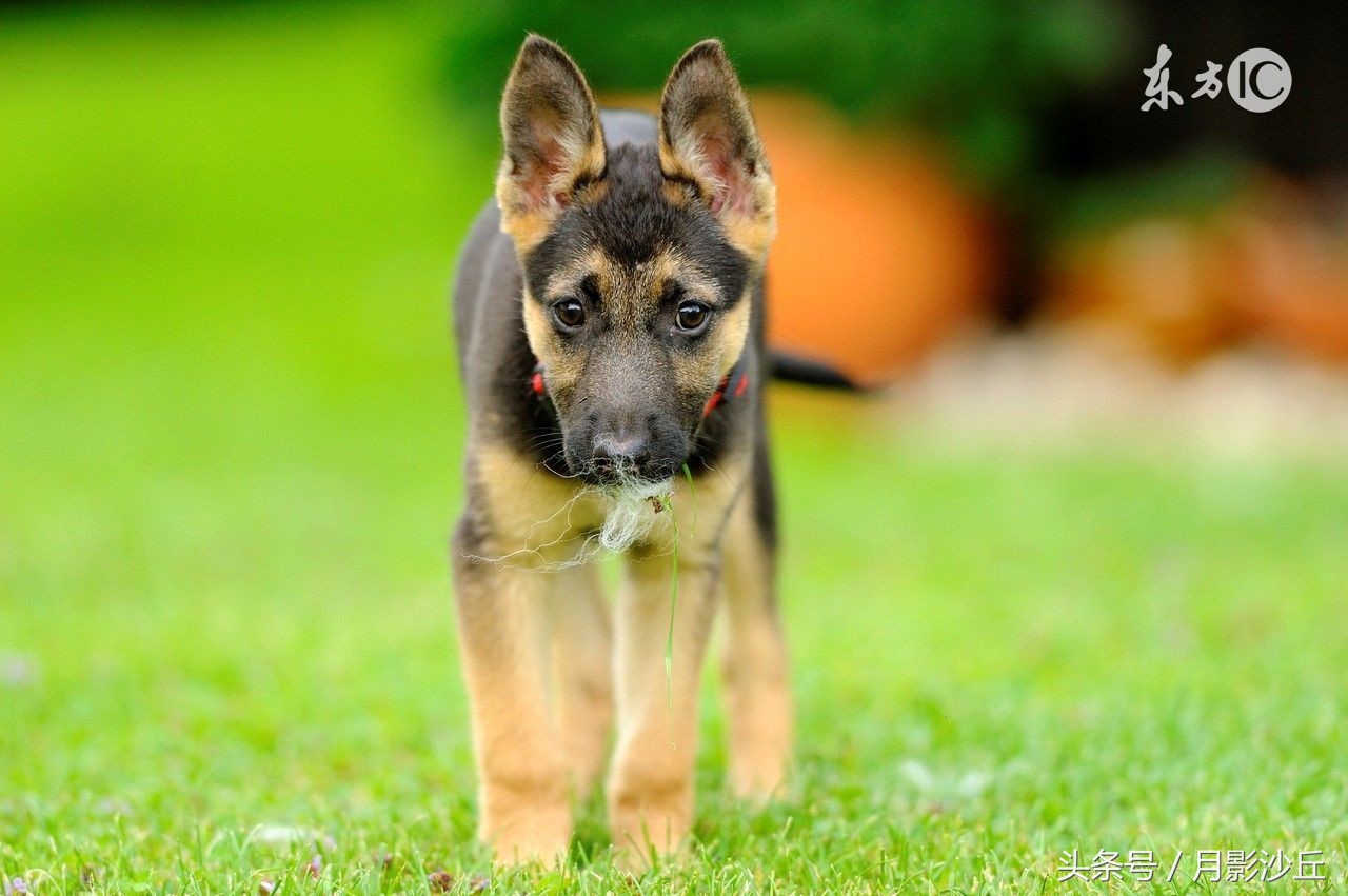 德牧幼犬怎么养的大,德牧幼犬刚刚到家怎么养