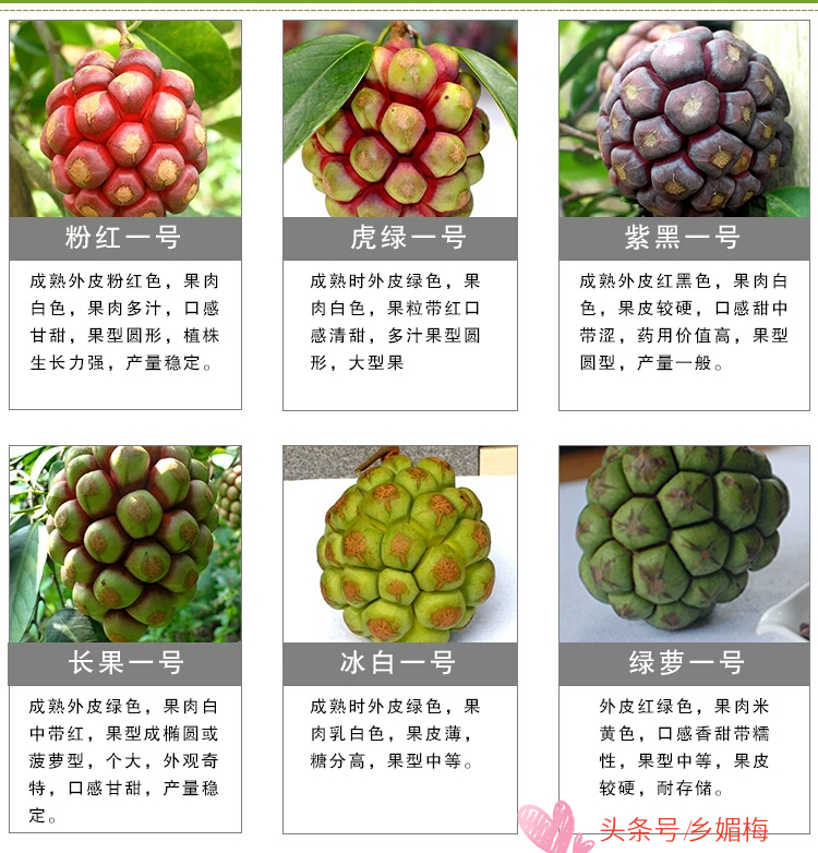 鍚冧簡鎭堕瓟鏋滃疄涓哄暐涓嶈兘娓告吵,鎭堕瓟鏋滃疄涓嶈兘娓告吵