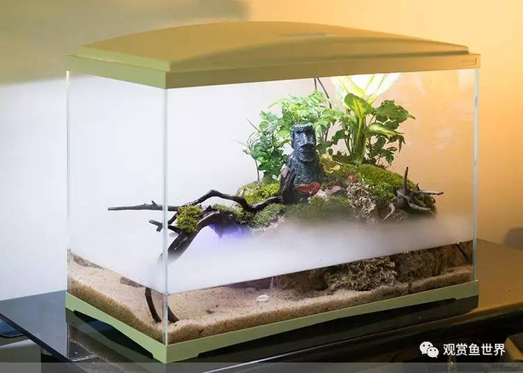 原生水陆缸开缸过程,超美摄影师