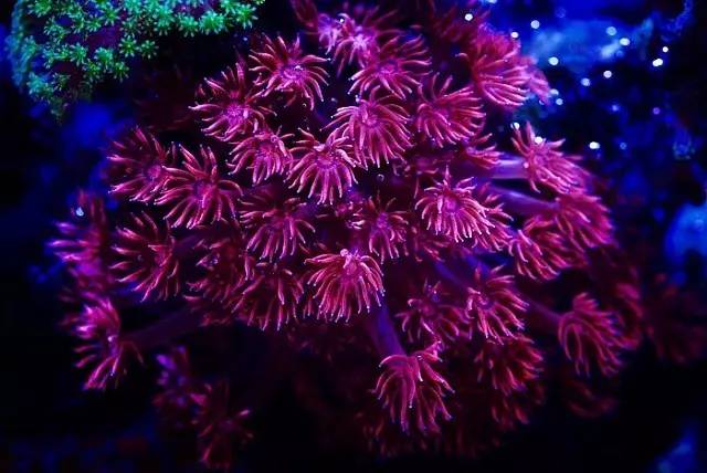 红树海缸,适合海缸的红树品种