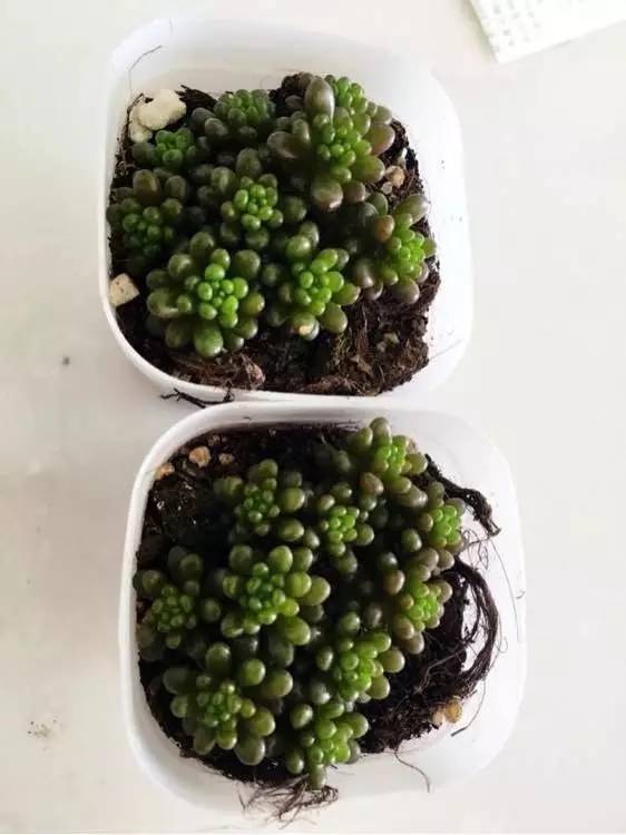 入坑仅1年，他的肉肉竟然全都大变样？！这真的是同一颗肉肉吗？