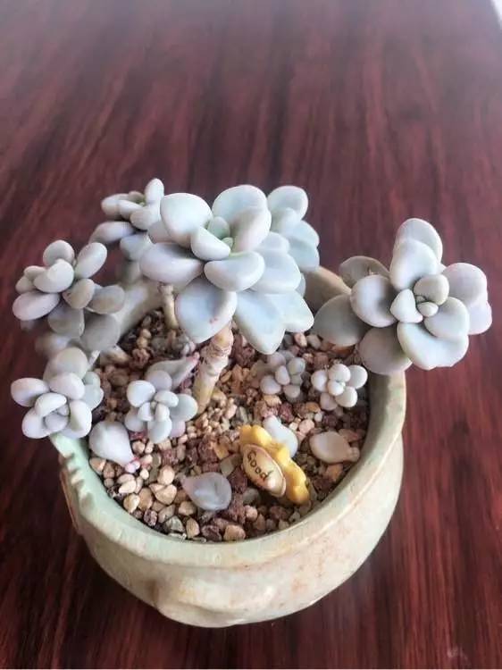 入坑仅1年，他的肉肉竟然全都大变样？！这真的是同一颗肉肉吗？