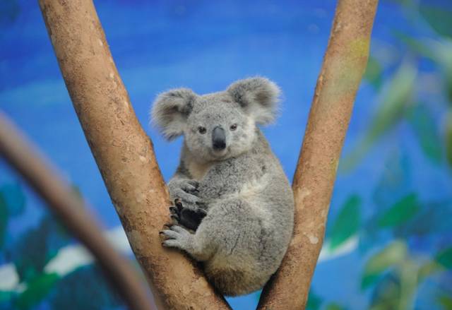树袋熊爱睡觉,树袋熊助睡眠