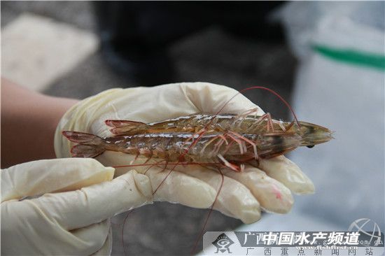 东兴口岸可以进口南美白对虾吗,南美对虾新鲜虾肉出口