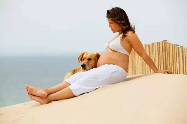 怀孕时养狗狗有问题吗,怀孕养狗会导致胎停吗