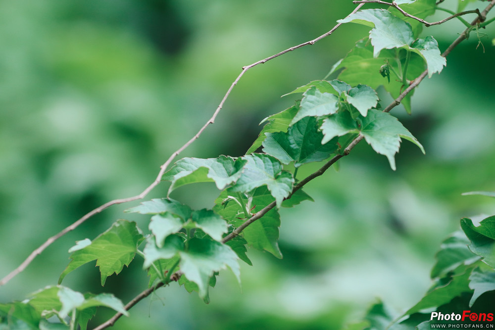 佳能eos77d出片怎么样,佳能eos77d有没有广角功能