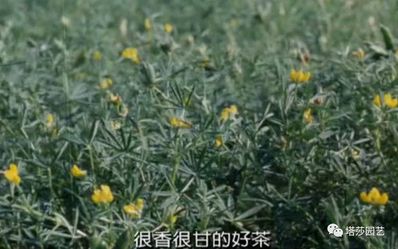 除了康乃馨以外送给妈妈什么花,代表母亲的花是康乃馨