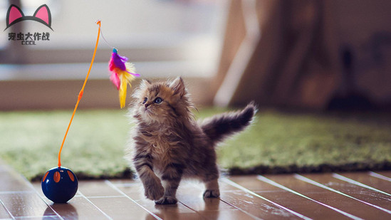 爱宠去世，家里的孩子伤心不已，6种方法让孩子面对宠物死亡