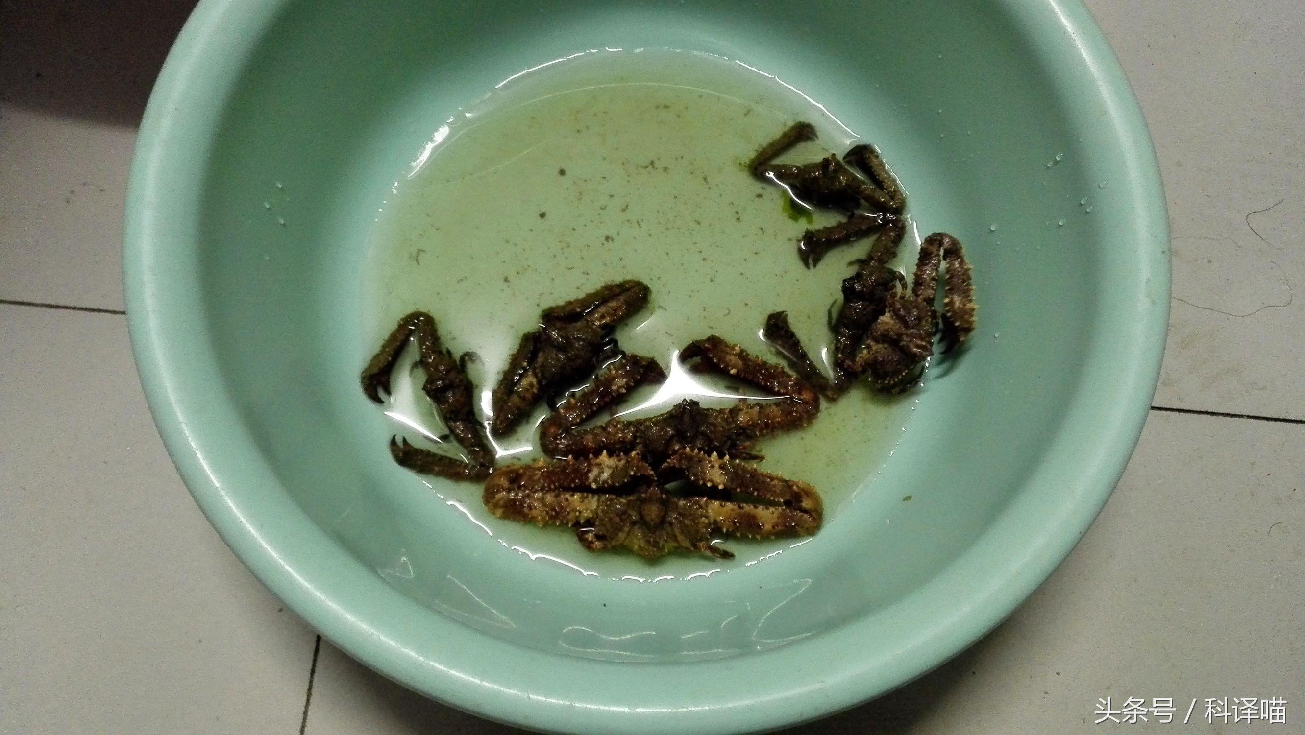 胆小的别进!青岛的海虫子,可以入药可以吃,鲍鱼也在内!