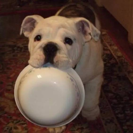 英国斗牛犬的饲养方法,英国斗牛犬的特点和性格特征