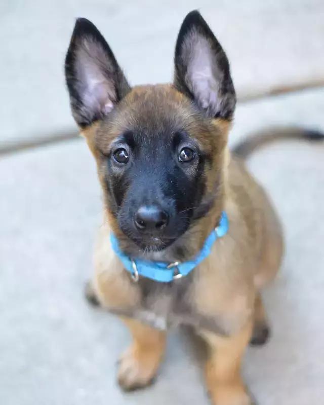 什么样的马犬才是军犬,大耳朵马犬和小耳朵马犬啥血统