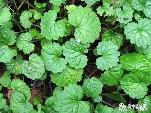 积雪草就是铜钱草吗,积雪草是不是马蹄草