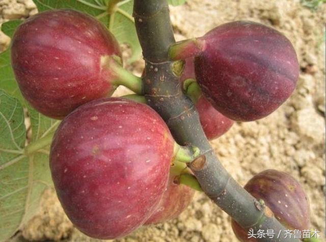 果树僵苗补救最佳方法,果树黄叶枯萎死苗