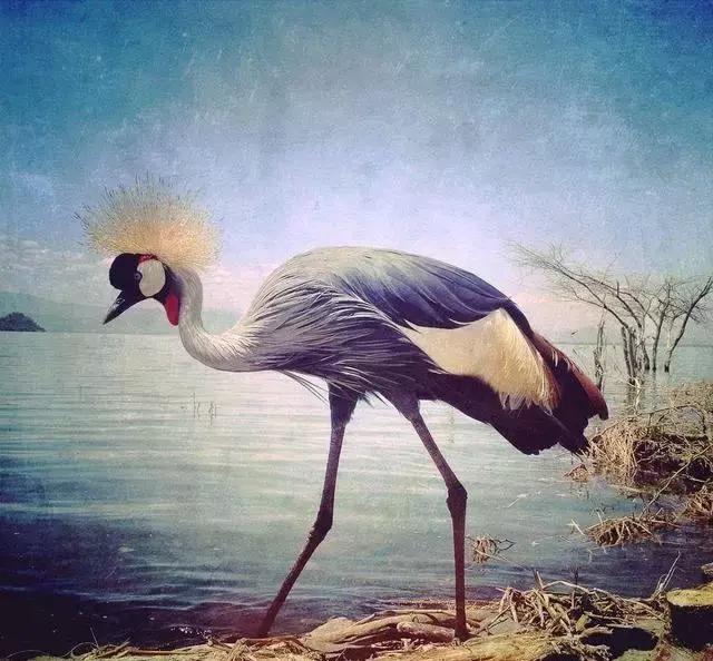 玩转手机摄影轻松拍出大片儿,家中就能拍出大片手机摄影