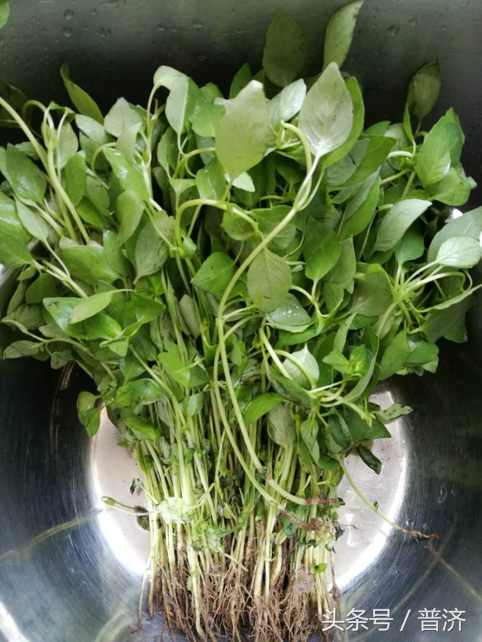 荆芥拌千张酒店做法,千张荆芥怎么炒好吃